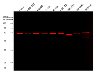 Multi-rAb CoraLite Plus 750-Goat Anti-Mouse Recombinant Secondary Antibody (H+L)