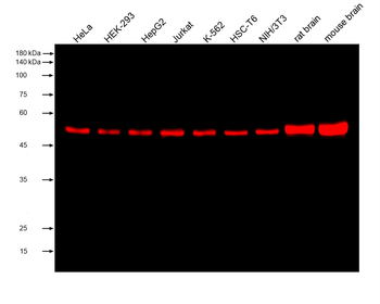 Multi-rAb CoraLite Plus 750-Goat Anti-Mouse Recombinant Secondary Antibody (H+L)