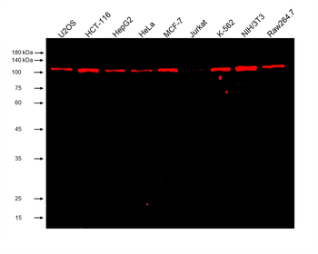 Multi-rAb CoraLite Plus 750-Goat Anti-Mouse Recombinant Secondary Antibody (H+L)