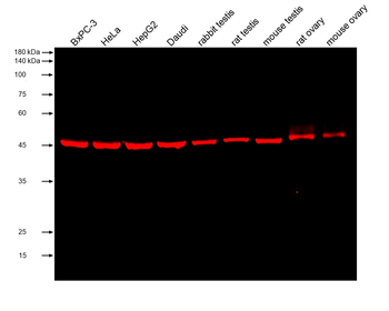 Multi-rAb CoraLite Plus 750-Goat Anti-Mouse Recombinant Secondary Antibody (H+L)