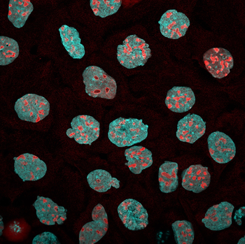 Multi-rAb CoraLite Plus 750-Goat Anti-Mouse Recombinant Secondary Antibody (H+L)