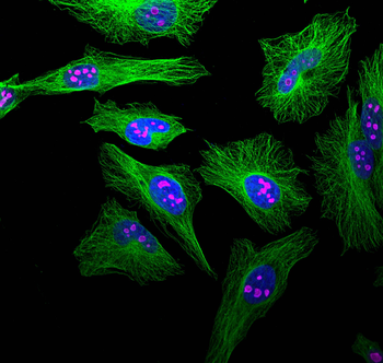 Multi-rAb CoraLite Plus 647-Goat Anti-Mouse Recombinant Secondary Antibody (H+L)