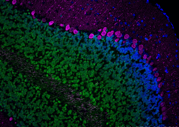 Multi-rAb CoraLite Plus 647-Goat Anti-Mouse Recombinant Secondary Antibody (H+L)