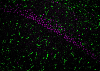 Multi-rAb CoraLite Plus 647-Goat Anti-Mouse Recombinant Secondary Antibody (H+L)