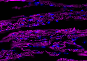 Multi-rAb CoraLite Plus 647-Goat Anti-Mouse Recombinant Secondary Antibody (H+L)