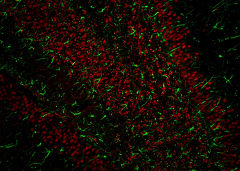 Multi-rAb CoraLite Plus 594-Goat Anti-Mouse Recombinant Secondary Antibody (H+L)