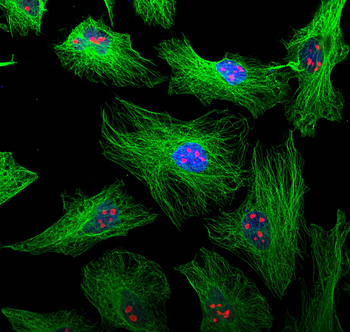 Multi-rAb CoraLite Plus 594-Goat Anti-Mouse Recombinant Secondary Antibody (H+L)