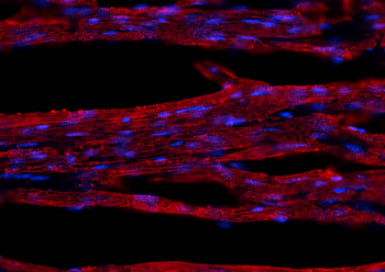 Multi-rAb CoraLite Plus 594-Goat Anti-Mouse Recombinant Secondary Antibody (H+L)