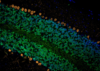 Multi-rAb CoraLite Plus 555-Goat Anti-Mouse Recombinant Secondary Antibody (H+L)