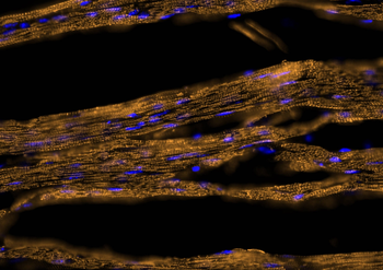 Multi-rAb CoraLite Plus 555-Goat Anti-Mouse Recombinant Secondary Antibody (H+L)