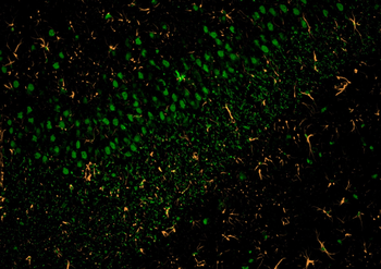 Multi-rAb CoraLite Plus 488-Goat Anti-Mouse Recombinant Secondary Antibody (H+L)