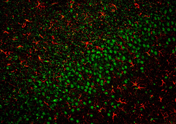 Multi-rAb CoraLite Plus 488-Goat Anti-Mouse Recombinant Secondary Antibody (H+L)