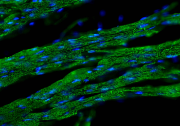 Multi-rAb CoraLite Plus 488-Goat Anti-Mouse Recombinant Secondary Antibody (H+L)