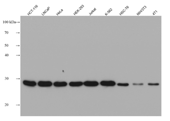 Multi-rAb HRP-Goat Anti-Mouse Recombinant Secondary Antibody (H+L)