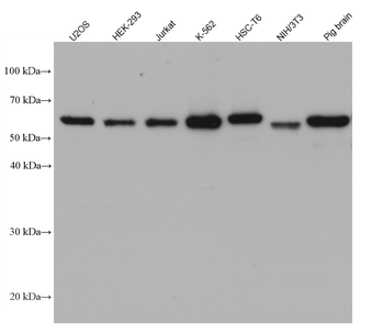 Multi-rAb HRP-Goat Anti-Mouse Recombinant Secondary Antibody (H+L)