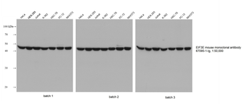 Multi-rAb HRP-Goat Anti-Mouse Recombinant Secondary Antibody (H+L)