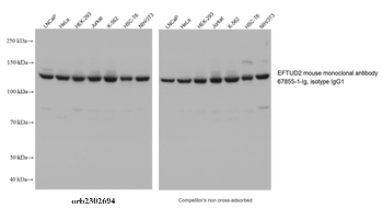 Multi-rAb HRP-Goat Anti-Mouse Recombinant Secondary Antibody (H+L)