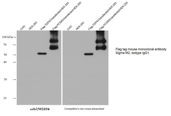 Multi-rAb HRP-Goat Anti-Mouse Recombinant Secondary Antibody (H+L)