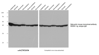 Multi-rAb HRP-Goat Anti-Mouse Recombinant Secondary Antibody (H+L)