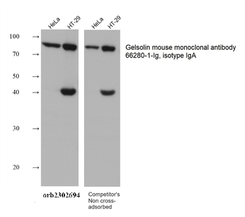 Multi-rAb HRP-Goat Anti-Mouse Recombinant Secondary Antibody (H+L)