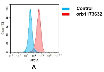 ROR1 Antibody