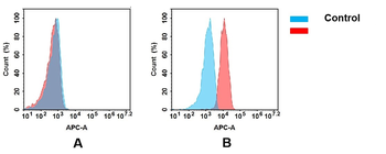 ADAM9 Antibody