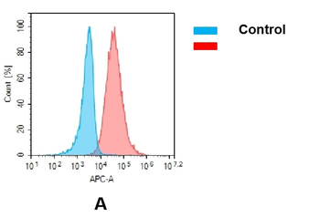 CSF1R Antibody