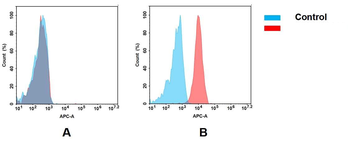 Her2 Antibody