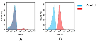 CD37 Antibody