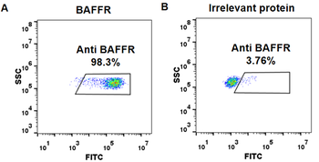 BAFF-R Antibody