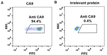 CA9 Antibody