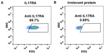 IL17RA Antibody