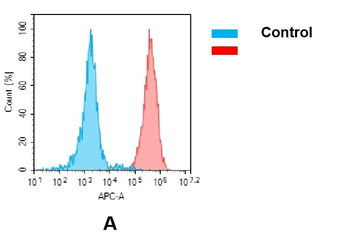 CEACAM5 Antibody