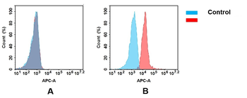 ADAM9 Antibody