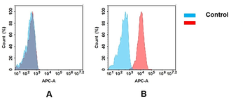 CD10 Antibody