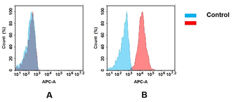 CD10 Antibody