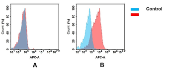 ROR2 Antibody