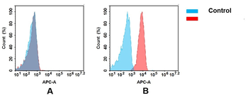 B7H6 Antibody