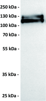 EPHA2 Antibody