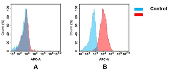 CD37 Antibody