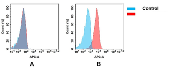 CD5 Antibody