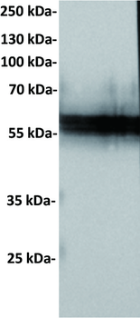 NTB-A Antibody