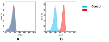 AXL Antibody