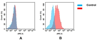 CD155 Antibody