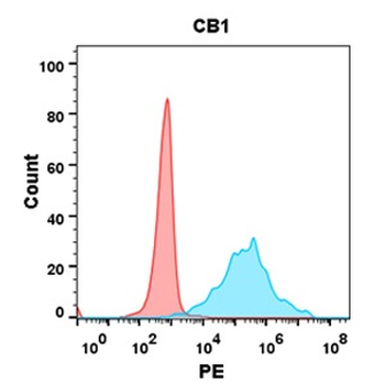 CB1 Antibody