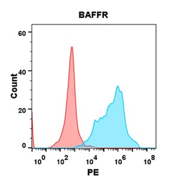 BAFF-R Antibody