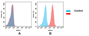 5T4 Antibody