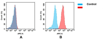 EGFR Antibody