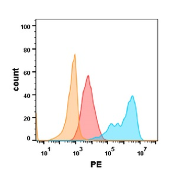 EGFR Antibody