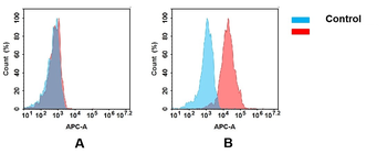 EGFR Antibody